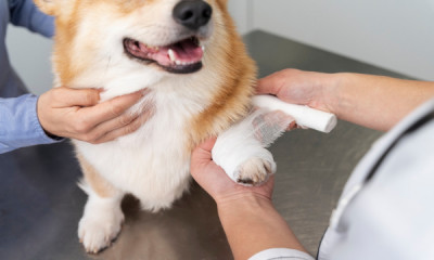Suplementos nutricionales condroprotectores para nuestras mascotas